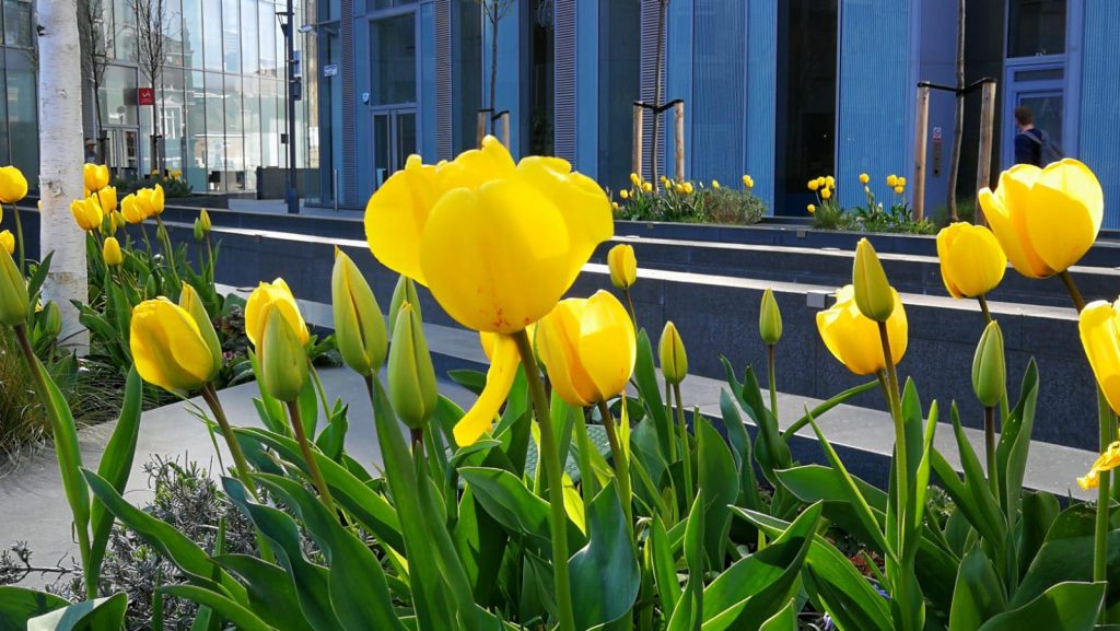 Tulips in raised beds