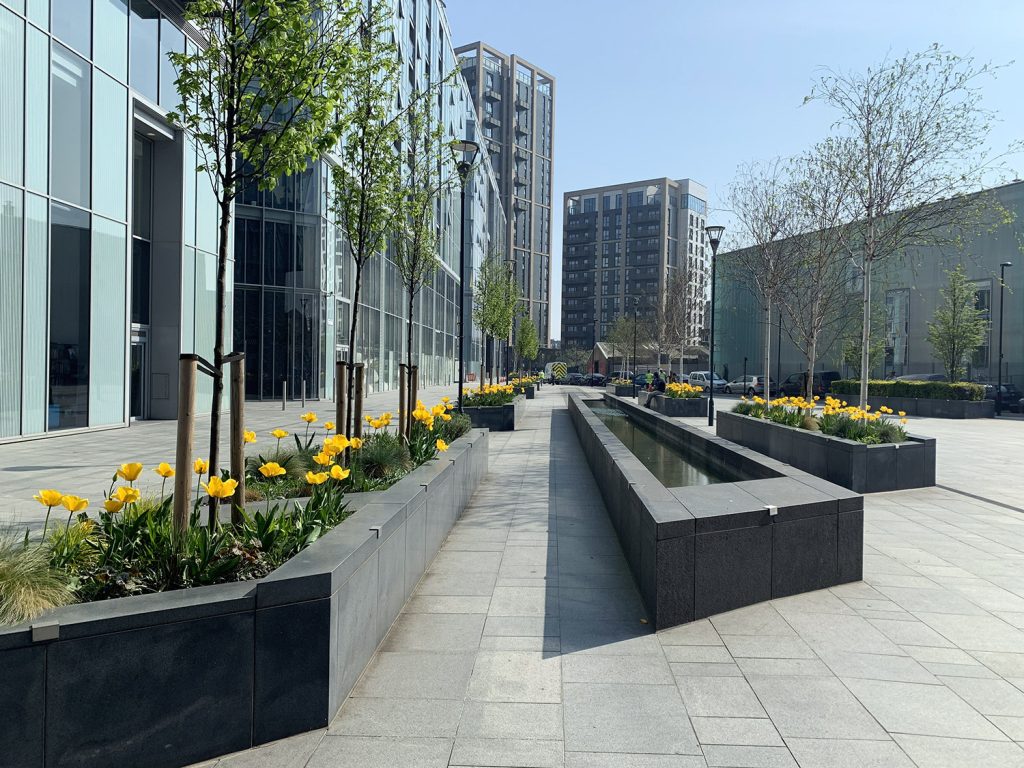 Planting project for neighbourhood plaza spring bulbs