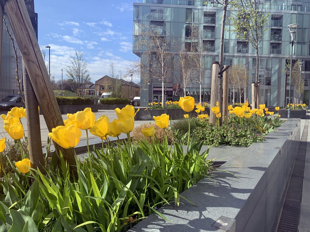 Planting project for neighbourhood plaza, with tulips in raised planters