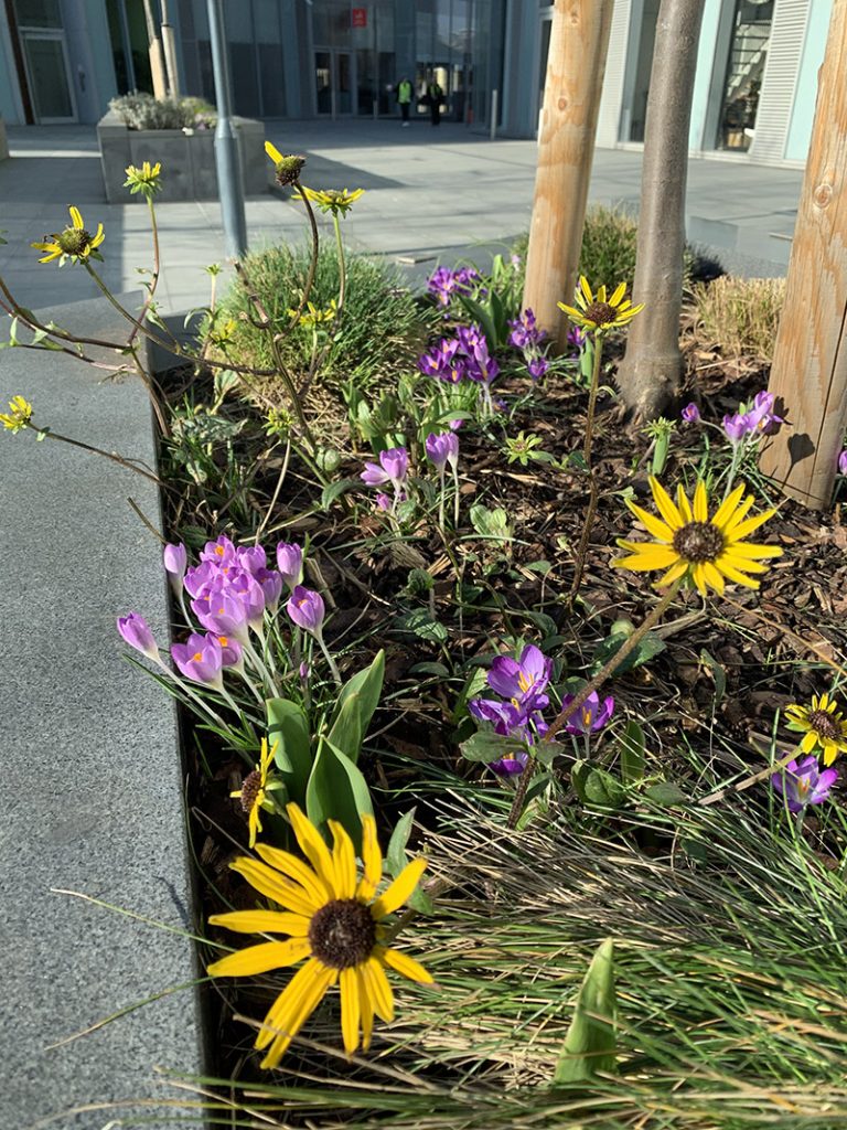 Crocus and Coneflowers in a raised planter