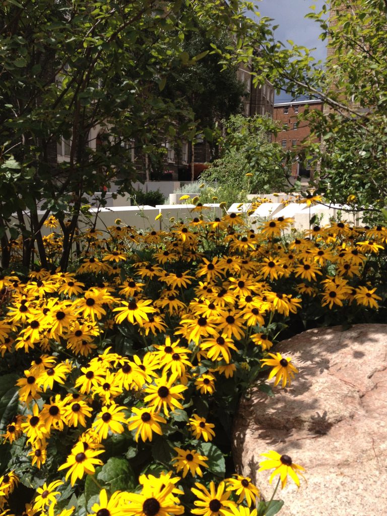 Coneflowers and multi-stem planting